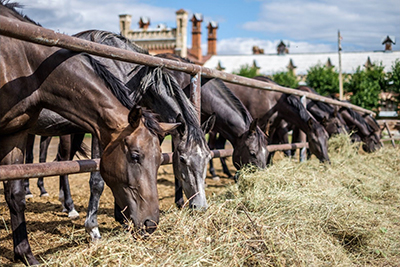 Besoins fondamentaux du cheval